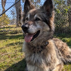 River/German Shepherd Dog (Long Stock Coat) / Siberian Husky/Female/10 Years 6 Months,Hello everyone, my name is River! Are you my retirement home? I am an older gentle girl looking for a cozy place to spend her days, I could be a great addition to a quieter more relaxed home life. I really enjoy the company of people, even just lying near them or following them around, sometimes treats are great but mostly I just want the attention and cozy spots to curl up in while you're with me. I can show some distress when I'm alone, but this can be easily managed with secure color bond fencing and someone home more often than not for the initial settling in and bonding period. I would love to go to a place where the owners have breed experience, as I am a big fluff of a German Shepherd! I think other dogs are cool, but I don't really like them in my space. I'm suited to a home with no other dogs so I can be the happiest vegemite in town. If you are an experienced owner looking for the one, pick me!! I do like to chase lizards and other wildlife, so if you have lots of critters around, I may not be suited as I like to play too rough with them! I may be shy at first, so let me take my time to warm up and get to know you before we start to adventure too far outside of the home. I need to build a special bond with my new person, so I feel safe and reassured. If you think a big squish like me could be your new forever friend, please give us a call at the shelter on 02 6651 3311 and I'll get my people to organise our first date 