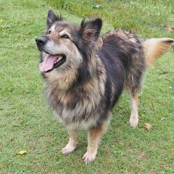 River/German Shepherd Dog (Long Stock Coat) / Siberian Husky/Female/10 Years 6 Months,Hello everyone, my name is River! Are you my retirement home? I am an older gentle girl looking for a cozy place to spend her days, I could be a great addition to a quieter more relaxed home life. I really enjoy the company of people, even just lying near them or following them around, sometimes treats are great but mostly I just want the attention and cozy spots to curl up in while you're with me. I can show some distress when I'm alone, but this can be easily managed with secure color bond fencing and someone home more often than not for the initial settling in and bonding period. I would love to go to a place where the owners have breed experience, as I am a big fluff of a German Shepherd! I think other dogs are cool, but I don't really like them in my space. I'm suited to a home with no other dogs so I can be the happiest vegemite in town. If you are an experienced owner looking for the one, pick me!! I do like to chase lizards and other wildlife, so if you have lots of critters around, I may not be suited as I like to play too rough with them! I may be shy at first, so let me take my time to warm up and get to know you before we start to adventure too far outside of the home. I need to build a special bond with my new person, so I feel safe and reassured. If you think a big squish like me could be your new forever friend, please give us a call at the shelter on 02 6651 3311 and I'll get my people to organise our first date 