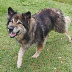 River/German Shepherd Dog (Long Stock Coat) / Siberian Husky/Female/10 Years 6 Months,Hello everyone, my name is River! Are you my retirement home? I am an older gentle girl looking for a cozy place to spend her days, I could be a great addition to a quieter more relaxed home life. I really enjoy the company of people, even just lying near them or following them around, sometimes treats are great but mostly I just want the attention and cozy spots to curl up in while you're with me. I can show some distress when I'm alone, but this can be easily managed with secure color bond fencing and someone home more often than not for the initial settling in and bonding period. I would love to go to a place where the owners have breed experience, as I am a big fluff of a German Shepherd! I think other dogs are cool, but I don't really like them in my space. I'm suited to a home with no other dogs so I can be the happiest vegemite in town. If you are an experienced owner looking for the one, pick me!! I do like to chase lizards and other wildlife, so if you have lots of critters around, I may not be suited as I like to play too rough with them! I may be shy at first, so let me take my time to warm up and get to know you before we start to adventure too far outside of the home. I need to build a special bond with my new person, so I feel safe and reassured. If you think a big squish like me could be your new forever friend, please give us a call at the shelter on 02 6651 3311 and I'll get my people to organise our first date 