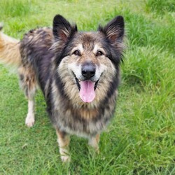 River/German Shepherd Dog (Long Stock Coat) / Siberian Husky/Female/10 Years 6 Months,Hello everyone, my name is River! Are you my retirement home? I am an older gentle girl looking for a cozy place to spend her days, I could be a great addition to a quieter more relaxed home life. I really enjoy the company of people, even just lying near them or following them around, sometimes treats are great but mostly I just want the attention and cozy spots to curl up in while you're with me. I can show some distress when I'm alone, but this can be easily managed with secure color bond fencing and someone home more often than not for the initial settling in and bonding period. I would love to go to a place where the owners have breed experience, as I am a big fluff of a German Shepherd! I think other dogs are cool, but I don't really like them in my space. I'm suited to a home with no other dogs so I can be the happiest vegemite in town. If you are an experienced owner looking for the one, pick me!! I do like to chase lizards and other wildlife, so if you have lots of critters around, I may not be suited as I like to play too rough with them! I may be shy at first, so let me take my time to warm up and get to know you before we start to adventure too far outside of the home. I need to build a special bond with my new person, so I feel safe and reassured. If you think a big squish like me could be your new forever friend, please give us a call at the shelter on 02 6651 3311 and I'll get my people to organise our first date 