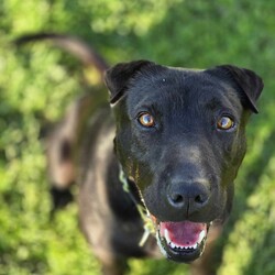 Luna/Shar Pei/Female/5 Years 7 Months,Hi I'm Luna, a sweet and gentle girl who is looking for my furever home. I hope that is with you! I am a bit shy at first, however warm up quickly to those who show me love and patience. Once given the time to break out of my shell I am sure to win your heart with my butt tuck zoomies and cheekiness. I LOVE tasty treats, especially if it is roast chicken. I would thrive in a home where someone was home most of the time to provide the love and companionship I crave. It would be great if I had indoor and outdoor access. Time soaking up some love, in a cozy bed inside and room to sniff up a storm, in a fully fenced, yarded area. I would be best suited to a quiet home, with older children where I can feel safe and secure. When it comes to furry friends, I can be a bit of a recluse and prefer the company of people over other animals. It would be best if I was the only animal in the household to be doted on. Requirements -Must meet all family  –  Children over 12 years -Must be only pet  –  Solid fencing -Peaceful/Quiet home If you are willing to take a slow approach and give me the time I need to trust and build bonds, I will reward you with endless love and loyalty. I can't wait to meet you at the Hunter Shelter! Love and kisses, Luna