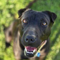 Luna/Shar Pei/Female/5 Years 7 Months,Hi I'm Luna, a sweet and gentle girl who is looking for my furever home. I hope that is with you! I am a bit shy at first, however warm up quickly to those who show me love and patience. Once given the time to break out of my shell I am sure to win your heart with my butt tuck zoomies and cheekiness. I LOVE tasty treats, especially if it is roast chicken. I would thrive in a home where someone was home most of the time to provide the love and companionship I crave. It would be great if I had indoor and outdoor access. Time soaking up some love, in a cozy bed inside and room to sniff up a storm, in a fully fenced, yarded area. I would be best suited to a quiet home, with older children where I can feel safe and secure. When it comes to furry friends, I can be a bit of a recluse and prefer the company of people over other animals. It would be best if I was the only animal in the household to be doted on. Requirements -Must meet all family  –  Children over 12 years -Must be only pet  –  Solid fencing -Peaceful/Quiet home If you are willing to take a slow approach and give me the time I need to trust and build bonds, I will reward you with endless love and loyalty. I can't wait to meet you at the Hunter Shelter! Love and kisses, Luna