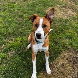 Adopt a dog:Frank/Australian Cattle Dog / American Staffordshire Terrier/Male/1 Year,Hello! My name's Frank. What's yours? I am a well-mannered young man who is on the lookout for a human or humans to join on your adventures and to be your best buddy at home. I have spent a little time here at the shelter and during this time the staff have seen me grow from a slightly timid kid to a confident, chilled out young man. Well, most of the time. Sometimes I can get a bit excited and bouncy – because of this I'd be best suited to a family aged 12 yrs and up so that I don't bounce someone over accidentally. I have a happy nature – I can't wait for you to get to know me! My favourite things are playing with toys and going on walks with my doggy friends. If you have a dog at home, please bring them in to meet me to make sure we are a good match! I’ve heard about something called a “backyard,” and it sounds like a dream! An area all for me to run around, climb, sniff, and explore; at the shelter we have grass yards, but I have to share them with all the other doggies. Sigh. But don’t think I’m just an outdoor adventurer; I also love lounging inside, playing with my toys, or chasing butterflies in my dreams. I would not be suited to a home with cats or pocket pets. I would suit a full time worker if you have time to settle me into my new home. Lastly! What are you waiting for? Yours, Frank -Must meet all dogs -No pocket pets or cats -No children under 12