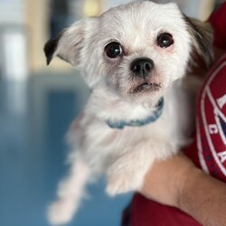 Adopt a dog:Cuchi/Brussels Griffon/Male/Adult,Hello! I’m Cuchi, a 6-year-old Brussels Griffon and Maltese mix with a zest for life. I’m full of energy and love to play, especially when it comes to chasing squeaky toys and having a blast. But don’t let my playful side fool you—I also enjoy relaxing and winding down during calm evenings.

I might be a bit shy at first, but once I trust you, I’ll be your devoted friend, ready to follow you to the moon and back. I thrive in a home where I can have a mix of fun playtime, loving attention, and peaceful moments. I would love to be a lap dog.

If you’re looking for a sweet and playful companion who’ll bring joy and loyalty into your life, I’d be delighted to be by your side. Let’s enjoy all the adventures and quiet moments together! ??