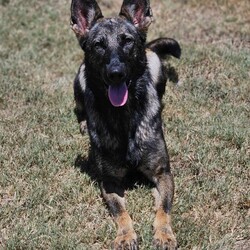 Luna/German Shepherd Dog/Female/2 Years 3 Months,Hi, I'm Luna, a spirited and loyal German Shepherd who fills every room with my vibrant energy and affection. With my striking coat and intelligent eyes, ready to be a devoted companion ready to join you in life's adventures. I hope that is with you! I have experienced unpredictability in my young life and would thrive in a loving home where I can be the center of attention. I am looking for a family that would appreciate my playful spirit and breed quirks. Tennis and soccer plays are some of my favourite toys. I LOVE playing fetch and taking breaks to splash in my shell pool, before getting back to our game and afterwards taking a big snooze in the sun. It would be great if my new family had breed experience and that the children in my life were older, able to read by cues when I need a break and help teach me to trade out my toys, as I can be a bit greedy with them during play. I would thrive in a home where my family is home more often to help me settle in and teach me that life can be predictable. I love people and can become frustrated when seeing them through barriers, without being able to reach them. It would be best if I had a solid fenced yard to feel safe and secure. I have been learning to make canine friends and love to go on social walks with calm and well socialised dogs, who are going to teach me their ways, however, can become boisterous in play and am unable to share a household with a canine companion. I may be able to learn, however for now it would be best if I was the only animal soaking up your love. Requirements: -Must meet all family – Children over 12 years  -Must be only animal – Indoor/Outdoor access -Breed experience – Someone home more often  –  Solid fencing I am eager to share my boundless love with a family who will appreciate my playful nature, enjoy long walks and make cherished memories filled with laughter and love. If you're looking for a loyal companion who will always be by your side, I am ready to bring a lifetime of happiness into your home. Head to the Hunter Shelter and the staff can help us meet. I can't wait to see you! Love and slobbery kisses, Luna