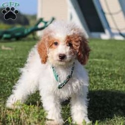 Niles/Mini Goldendoodle									Puppy/Male	/13 Weeks,Meet Niles, the gorgeous Mini Goldendoodle! He is the perfect blend of Poodle and Goldendoodle puppy, with soft curls that bounce with every step he takes. His twinkling eyes mirror the mischief he gets into, and his little tail never stops wagging, spreading joy wherever he goes. With his endearing puppy eyes and a penchant for cuddles, he loves playtime and learning new tricks to impress his favorite humans. With this little one around, every day is a new adventure filled with puppy love and endless tail wags!