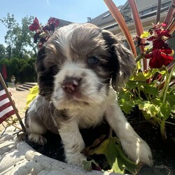 Tino/Cocker Spaniel									Puppy/Male	/9 Weeks,All About Me! My name is Tino and it’s my pleasure to meet you. I love being the center of attention and making my family and friends laugh. I’m an all-around perfect pup! Going for walks and taking naps are some of my favorite things to do. If you put on a good movie, I’ll be there curled up right next to you before you know it. I promise to come home up-to-date on all my puppy vaccinations and be well-socialized. I’m a very happy and healthy puppy, and I’m sure I’ll make the perfect addition to your loving family. Choose me as the newest member of your family, and I’ll be sure to have plenty of puppy kisses waiting