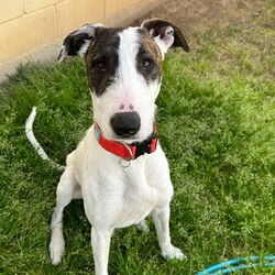 Adopt a dog:Harlo/Irish Wolfhound/Male/1 Year 2 Months,Hey there, my name is Harlo, and I am a sweet young wolfhoundX that is now on the lookout for my very own family! I would love to have a home that allows me both indoor and outdoor access, I can still learn indoor spaces but am gaining confident each day, I would love to be able to snuggle up on the couch with you of a night and have a nice secure backyard for me to spend the day playing and basking in the sun. I will need to meet all family prior to coming home, I can be a bit shy of new people but with some time and patience I warm up and love to play with you. Older children would be better so they can give me some time to settle in and adjust prior to asking too much of me, plus I am a larger boy who doesn't understand the power of my tail at times. I have meet some dogs here at the shelter and I am currently too overwhelmed to meet them appropriately, due to this I will need to be the only dog in the home. Working on my sociability is something we can do once I decompress form shelter life, we will just have to do it slowly and with known social dogs. Due to my breed, I find smaller animals very interesting and want to chase them, I will need to go to a home without smaller animals such as cats. chickens and rabbits. Requirements: -Must meet all family – No children under 12 -Only animal -Outdoor access If you think I could be the handsome man for you and your family, please head into the shelter today to say hi to me and have a play!! Love Harlo