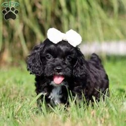 Pansey/Cockapoo									Puppy/Female	/7 Weeks,Pansey is the sweetest baby Cockapoo around! With her expressive face and twinkling puppy dog eyes she is used to getting her way:) This little sweetheart has us all wrapped around her little paw. A soft, silky coat and rambunctious personality are just a few of her winning qualities. Highly trainable, focused, and extremely adorable, the Cockapoo was built for family life. If you are looking for a dog that will keep up with the fast-paced and ever-changing schedule of a family with kids, this is the perfect match. We socialize our pups from the moment they are born so that they join new homes with a confident and adaptable demeanor. These pups are mellow and even tempered.