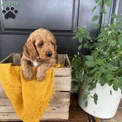 Ember/Cockapoo									Puppy/Female	/8 Weeks,Meet Ember. This beautiful girl has been raised by our family and is well socialized. She playful and adventurous and just loves to cuddle and give lots of kisses. Ember will be coming to you with a health certificate from our vet, up to date vaccinations, dewormed, and a 30 day health guarantee. 