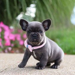 Allie/French Bulldog									Puppy/Female	/8 Weeks,Meet Allie your new best friend! This adorable AKC French Bulldog is a bundle of joy ready to fill your home with love and laughter. With her silky fur, wagging tail, and puppy-dog eyes that could melt the any heart, Allie is irresistible. Whether cuddling on the couch or playing in the yard, she is guaranteed to steal your heart.