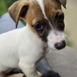 Sweet Pea/Jack Russell Terrier (Smooth)/Female/4 Months,Don't let my name fool you – I'm actually a real little spunk! My siblings & I came to the Coffs shelter to start a new better life. Since I was so small I was able to go out into Foster Care. My Foster Carer has 2x DXFemale doggos just like me & a DXMale cat who was the bees knees – I'm not sure he felt the same way! This is what my Foster carer said about me: Sweet Pea is an affectionate little puppy who thrives on contact.  She has great self play skills and can source out a dropped snippet of food breaking the sound barrier with speed the speed of light in the process.  LOVES her food! She's crate trained but we're still working on toilet training. Can be a little anxious at times and alarm barks at incidental things – doesn't help 1 of my pocket rockets likes to 