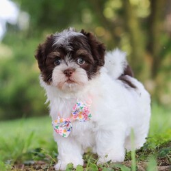 Emmie/Havanese									Puppy/Female	/7 Weeks,Meet Emmie an adorable AKC Havanese puppy! This little charmer with her silky coat and big expressive eyes is the epitome of cuteness. Known for her cheerful and affectionate nature, Emmie loves to be the center of attention and is always up for a cuddle or playtime. Emmie’s small size and friendly demeanor makes her the perfect companion for any family. Smart and eager to please, she is easy to train and will quickly become the heart of your home. She is bursting with energy and love, spend a little time with her and you will have found your new bestie! Emmie has been given the utmost care and attention since day one, she will arrive at her new home with the first veterinary check already complete, microchipped, her AKC registration paperwork, current on vaccinations and dewormer, and our one year health guarantee will be included. Momma to this baby is a adorable girl named Tammy, she is so sweet and is the best momma to her little ones. Tammy weighs 11lbs. The dad is named Nico he loves going on walks and hanging out with his favorite people. Nico is a adorable Havanese and he weighs 9lbs. Both Nico & Tammy have their OFA certifications. Whether you’re seeking a playful partner for outdoor adventures this summer or a cuddly companion for cozy evenings, our puppies are sure to bring warmth and joy to your home. If you would like to schedule a visit with one of the babies or have any more questions please give me a call Thanks, Irma Miller