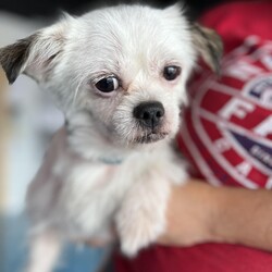 Adopt a dog:Cuchi/Brussels Griffon/Male/Adult,Hello! I’m Cuchi, a 6-year-old Brussels Griffon and Maltese mix with a zest for life. I’m full of energy and love to play, especially when it comes to chasing squeaky toys and having a blast. But don’t let my playful side fool you—I also enjoy relaxing and winding down during calm evenings.

I might be a bit shy at first, but once I trust you, I’ll be your devoted friend, ready to follow you to the moon and back. I thrive in a home where I can have a mix of fun playtime, loving attention, and peaceful moments. I would love to be a lap dog.

If you’re looking for a sweet and playful companion who’ll bring joy and loyalty into your life, I’d be delighted to be by your side. Let’s enjoy all the adventures and quiet moments together! ??