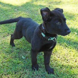 Loretta/German Shepherd Dog / Golden Retriever/Female/4 Months,Hi, I'm Loretta, I'm a young pup with plenty of love to give, I'm all ready to find my forever home as soon as possible please! I have tones of energy and puppy vibes about me, I'm already learning my basic skills like sit, how to walk on a lead, and also toilet training! I'm going to be the smartest girl ever, just you wait. I'm looking for a home that will continue my training, perhaps send me to puppy school for that vital socialization, someone who has a nice secure yard for me to play in, and some cozy beds when I get all sleepy. If you think a gorgeous young girl like me could be your newest addition to the family, Give the shelter a call, I'm currently in foster care so you'll need an appointment to come meet me — I can't wait to meet you! XX Loretta My Adoption Fee is $620 = desex, microchip, vaccinations, flea, tick & worming treatments