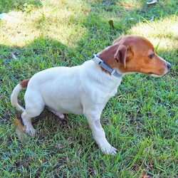 Ferdinand/Jack Russell Terrier (Smooth)/Male/4 Months,Hi, I'm Ferdinand! I'm a wee little puppy just starting to learn all about the world. So far, it's exciting and scary at the same time, but with the encouragement and reassurance of handlers, I'm slowly building up my courage. I'm ready (I think) to go on a new journey with a loving family I can call my own and adopt. My ideal home will have older kids over 6, just because I can startle easily, indoor and outdoor access so I can work on my toilet training, plenty of toys and things to sniff, and of course, some fun training lessons so I can learn all the tricks and skills like a cool kid. Puppy school would be great for me to build my socialization skills and learn my basic skills. If your looking for a little pup with plenty of energy and puppy love, pop in and see me or call the shelter to book an appointment. XX Ferdinand My Adoption Fee is $620 = desex, microchip, vaccinations, flea, tick & worming treatments