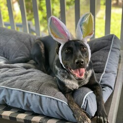 Winter/Mastiff / Australian Cattle Dog/Male/1 Year 9 Months,Hello lovely human! My name is Winter. I'm a super sweet, gentle calm dog with some great skills already under my belt! I can be a little shy at times, especially when I first experience new areas and things, but I'm willing to learn and not be so scared anymore. Maybe you could be my person to help me overcome my fears, walk beside me and give me the encouragement I need? My new home will ideally let me hang out indoors and out, and adult only household just so I can settle in a calmer environment. I will need to go to a home with another dog who can help me build my confidence. I am currently living with a foster carer where I am living with some doggie friends. Having canine companions in the home have helped me to build my confidence and offer me additional support I need in everyday life. Because I am living in a foster home at the moment, you will need to call the shelter to book an appointment to meet me. If you think a little cutie like me could be your new mate, give the shelter a call to arrange a time to come and meet me! Be sure to bring all members living in the household including any other dogs. XX Winter My adoption fee is $500 and I come desexed & microchipped, with my vaccinations & flea, tick and worming treatments all up to date