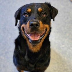 Ryder/Rottweiler/Male/6 Years 5 Months,Hello I'm Ryder, a fun-loving, entertaining & loyal boy looking for my forever home. I've been learning lots of new stuff here in shelter like impulse control, good manners & how to walk nicely on leash. I like quiet, sniffy walks, however you need to be aware that I am a strong boy so if I see something I want to approach when we're are walking, you're in for a good arm workout! My ideal life includes lots of yummy treats, kongs, lickimats and food puzzles, long quiet sniffy walks, soft toys, access indoors & outdoors (so I can hang out with you) and naps (preferably next to you). My favourite room is the kitchen because….. well food. I love food! Sometimes, when my shelter friends leave the door open a bit long I help to clean out the fridge. Especially chicken – I'm the best at cleaning up chicken. If I'm honest I feel this skill of mine is not fully appreciated 