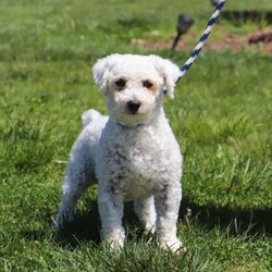 Gem/Bichon Frise									Puppy/Male	/8 Weeks,Meet Gem, an AKC Bichon puppy who’s as charming as can be! With his snow white, fluffy coat and sparkling eyes, Gem is a little bundle of joy. He has a playful spirit but he also loves to cuddle, he makes the best side-kick and snuggle buddy. This breed is known for their lively and playful nature, they also tend to be very smart and eager to please which makes the training process relatively easy. This little guy has a happy energy that’s contagious, he knows how to brighten any ordinary day!