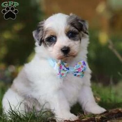 Onyx/Havapoo									Puppy/Male	/7 Weeks,Meet the most charming little puppy named Onyx a Havapoo puppy that’s sure to steal your heart! This little guy is a mix of Havanese and Poodle known for their small size, this makes Onyx the perfect cuddle buddy who fits right into your arms or a cozy spot on the couch. Havapoos are celebrated for their loving and affectionate nature, always ready to shower you with cuddles and kisses. With his hypoallergenic, curly coat, he’s not only adorable but also a great choice for families with allergies. This little guy is playful, intelligent, and eager to be your loyal companion, bringing endless joy and warmth into your home!