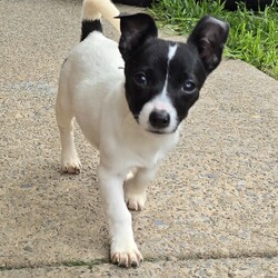Cinnamon/Jack Russell Terrier (Smooth)/Female/4 Months,They say sugar & spice are all things nice but actually it's ALL about Cinnamon! Hi there, let me introduce myself: I'm Cinnamon. My siblings & I came to the Coffs shelter to start a new better life. Since I was so small I was able to go out into Foster Care. My Foster Carer has 2x Female dogs just like me & a Male cat who I thought was the bees knees – I'm not sure he felt the same way! This is what my Foster Carer said about me: If her zoomies done bring a smile to your face then her tricked out ear will. Cinnamon's a blast of a puppy, full of spun Very curious of new environments. Has great self play skills. LOVES her food! Is crate trained but still working on potty skills. She snores at night, which is just too cute to listen too. ALWAYS has something to say when you get home from work, a real chatty kathy! Respectful of my cat & 2 pocket rockets. My adoption fee is $620 & I come desexed & microchipped, with my vaccinations, flea, tick & worming treatments all started