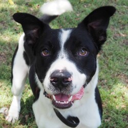 Dozer/Border Collie/Male/4 Years 3 Months,Greetings dear humans! Are you looking for the goodest boy ever? Well stop looking because HERE I AM. My name is Dozer, I'm a gentle natured boy who just wants to live the good life with awesome people. I've had my share of bad experiences, it's only up from here! I came in quite skinny and lost, so the staff have taken great care of me and now I'm in top shape. I'm quite dog social and love going on walks down to the beach, I also enjoy a good lazy day on the couch!  I have some amazing solid skills, I'm gentle and never jump up, I'm toilet trained and just a delight to have around. I walk really well on a lead and just love hanging out with the shelter staff and volunteers. I've been lucky enough to spend some time on Foster Care with a large female dog, I loved going for walks at the jetty in the sun and being social! If you think the goodest boy could be your best boy forever, give the staff a call to arrange a date for me to come back from foster care! XX Dozer My adoption fee is: $500 which includes = desex, vaccination, microchip with flea and tick treatment