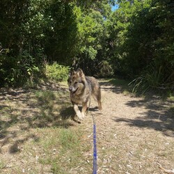 River/German Shepherd Dog (Long Stock Coat) / Siberian Husky/Female/10 Years 6 Months,Hello everyone, my name is River! Are you my retirement home? I am an older gentle girl looking for a cozy place to spend her days, I could be a great addition to a quieter more relaxed home life. I really enjoy the company of people, even just lying near them or following them around, sometimes treats are great but mostly I just want the attention and cozy spots to curl up in while you're with me. I can show some distress when I'm alone, but this can be easily managed with secure color bond fencing and someone home more often than not for the initial settling in and bonding period. I would love to go to a place where the owners have breed experience, as I am a big fluff of a German Shepherd! I think other dogs are cool, but I don't really like them in my space. I'm suited to a home with no other dogs so I can be the happiest vegemite in town. If you are an experienced owner looking for the one, pick me!! I do like to chase lizards and other wildlife, so if you have lots of critters around, I may not be suited as I like to play too rough with them! I may be shy at first, so let me take my time to warm up and get to know you before we start to adventure too far outside of the home. I need to build a special bond with my new person, so I feel safe and reassured. If you think a big squish like me could be your new forever friend, please give us a call at the shelter on 02 6651 3311 and I'll get my people to organise our first date 