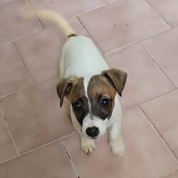 Sweet Pea/Jack Russell Terrier (Smooth)/Female/4 Months,Don't let my name fool you – I'm actually a real little spunk! My siblings & I came to the Coffs shelter to start a new better life. Since I was so small I was able to go out into Foster Care. My Foster Carer has 2x DXFemale doggos just like me & a DXMale cat who was the bees knees – I'm not sure he felt the same way! This is what my Foster carer said about me: Sweet Pea is an affectionate little puppy who thrives on contact.  She has great self play skills and can source out a dropped snippet of food breaking the sound barrier with speed the speed of light in the process.  LOVES her food! She's crate trained but we're still working on toilet training. Can be a little anxious at times and alarm barks at incidental things – doesn't help 1 of my pocket rockets likes to 