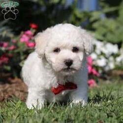 Gem/Bichon Frise									Puppy/Male	/8 Weeks,Meet Gem, an AKC Bichon puppy who’s as charming as can be! With his snow white, fluffy coat and sparkling eyes, Gem is a little bundle of joy. He has a playful spirit but he also loves to cuddle, he makes the best side-kick and snuggle buddy. This breed is known for their lively and playful nature, they also tend to be very smart and eager to please which makes the training process relatively easy. This little guy has a happy energy that’s contagious, he knows how to brighten any ordinary day!