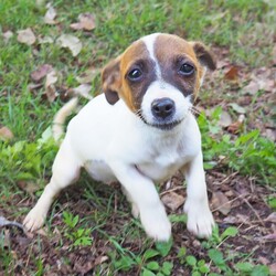 Sweet Pea/Jack Russell Terrier (Smooth)/Female/4 Months,Don't let my name fool you – I'm actually a real little spunk! My siblings & I came to the Coffs shelter to start a new better life. Since I was so small I was able to go out into Foster Care. My Foster Carer has 2x DXFemale doggos just like me & a DXMale cat who was the bees knees – I'm not sure he felt the same way! This is what my Foster carer said about me: Sweet Pea is an affectionate little puppy who thrives on contact.  She has great self play skills and can source out a dropped snippet of food breaking the sound barrier with speed the speed of light in the process.  LOVES her food! She's crate trained but we're still working on toilet training. Can be a little anxious at times and alarm barks at incidental things – doesn't help 1 of my pocket rockets likes to 