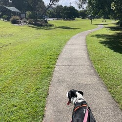 Dozer/Border Collie/Male/4 Years 3 Months,Greetings dear humans! Are you looking for the goodest boy ever? Well stop looking because HERE I AM. My name is Dozer, I'm a gentle natured boy who just wants to live the good life with awesome people. I've had my share of bad experiences, it's only up from here! I came in quite skinny and lost, so the staff have taken great care of me and now I'm in top shape. I'm quite dog social and love going on walks down to the beach, I also enjoy a good lazy day on the couch!  I have some amazing solid skills, I'm gentle and never jump up, I'm toilet trained and just a delight to have around. I walk really well on a lead and just love hanging out with the shelter staff and volunteers. I've been lucky enough to spend some time on Foster Care with a large female dog, I loved going for walks at the jetty in the sun and being social! If you think the goodest boy could be your best boy forever, give the staff a call to arrange a date for me to come back from foster care! XX Dozer My adoption fee is: $500 which includes = desex, vaccination, microchip with flea and tick treatment