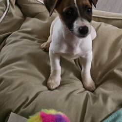 Sweet Pea/Jack Russell Terrier (Smooth)/Female/4 Months,Don't let my name fool you – I'm actually a real little spunk! My siblings & I came to the Coffs shelter to start a new better life. Since I was so small I was able to go out into Foster Care. My Foster Carer has 2x DXFemale doggos just like me & a DXMale cat who was the bees knees – I'm not sure he felt the same way! This is what my Foster carer said about me: Sweet Pea is an affectionate little puppy who thrives on contact.  She has great self play skills and can source out a dropped snippet of food breaking the sound barrier with speed the speed of light in the process.  LOVES her food! She's crate trained but we're still working on toilet training. Can be a little anxious at times and alarm barks at incidental things – doesn't help 1 of my pocket rockets likes to 