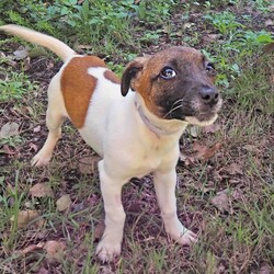 Fanta/Jack Russell Terrier (Smooth)/Female/4 Months,Hi, I'm Fanta! I'm a little ball of energy, nothing can stop me, life is just too fun and there is so much to investigate! I like to spend my time zooming around, sniffing, getting into everything, then having a sleep because I used all my puppy energy. I have a lovely sense of curiosity, I'm quite independent and like to explore. I'm all ready to find a new home with some awesome caring people. Ideally, you will have indoor and outdoor access so I can work on my toilet training, lots of toys I can entertain myself with, some good, tasty food to help me grow into a strong girl, and plenty of places for me to have a snooze. If you're looking for a new friend and don't mind going through the puppy training stage, pop in and see me or give the shelter a call to arrange a date! XX Fanta My Adoption Fee is $620 = desex, microchip, vaccinations, flea, tick & worming treatments