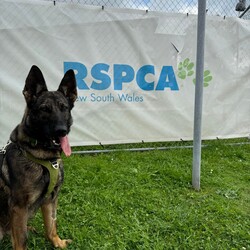Luna/German Shepherd Dog/Female/2 Years 3 Months,Hi, I'm Luna, a spirited and loyal German Shepherd who fills every room with my vibrant energy and affection. With my striking coat and intelligent eyes, ready to be a devoted companion ready to join you in life's adventures. I hope that is with you! I have experienced unpredictability in my young life and would thrive in a loving home where I can be the center of attention. I am looking for a family that would appreciate my playful spirit and breed quirks. Tennis and soccer plays are some of my favourite toys. I LOVE playing fetch and taking breaks to splash in my shell pool, before getting back to our game and afterwards taking a big snooze in the sun. It would be great if my new family had breed experience and that the children in my life were older, able to read by cues when I need a break and help teach me to trade out my toys, as I can be a bit greedy with them during play. I would thrive in a home where my family is home more often to help me settle in and teach me that life can be predictable. I love people and can become frustrated when seeing them through barriers, without being able to reach them. It would be best if I had a solid fenced yard to feel safe and secure. I have been learning to make canine friends and love to go on social walks with calm and well socialised dogs, who are going to teach me their ways, however, can become boisterous in play and am unable to share a household with a canine companion. I may be able to learn, however for now it would be best if I was the only animal soaking up your love. Requirements: -Must meet all family – Children over 12 years  -Must be only animal – Indoor/Outdoor access -Breed experience – Someone home more often  –  Solid fencing I am eager to share my boundless love with a family who will appreciate my playful nature, enjoy long walks and make cherished memories filled with laughter and love. If you're looking for a loyal companion who will always be by your side, I am ready to bring a lifetime of happiness into your home. Head to the Hunter Shelter and the staff can help us meet. I can't wait to see you! Love and slobbery kisses, Luna