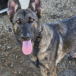 Luna/German Shepherd Dog/Female/2 Years 3 Months,Hi, I'm Luna, a spirited and loyal German Shepherd who fills every room with my vibrant energy and affection. With my striking coat and intelligent eyes, ready to be a devoted companion ready to join you in life's adventures. I hope that is with you! I have experienced unpredictability in my young life and would thrive in a loving home where I can be the center of attention. I am looking for a family that would appreciate my playful spirit and breed quirks. Tennis and soccer plays are some of my favourite toys. I LOVE playing fetch and taking breaks to splash in my shell pool, before getting back to our game and afterwards taking a big snooze in the sun. It would be great if my new family had breed experience and that the children in my life were older, able to read by cues when I need a break and help teach me to trade out my toys, as I can be a bit greedy with them during play. I would thrive in a home where my family is home more often to help me settle in and teach me that life can be predictable. I love people and can become frustrated when seeing them through barriers, without being able to reach them. It would be best if I had a solid fenced yard to feel safe and secure. I have been learning to make canine friends and love to go on social walks with calm and well socialised dogs, who are going to teach me their ways, however, can become boisterous in play and am unable to share a household with a canine companion. I may be able to learn, however for now it would be best if I was the only animal soaking up your love. Requirements: -Must meet all family – Children over 12 years  -Must be only animal – Indoor/Outdoor access -Breed experience – Someone home more often  –  Solid fencing I am eager to share my boundless love with a family who will appreciate my playful nature, enjoy long walks and make cherished memories filled with laughter and love. If you're looking for a loyal companion who will always be by your side, I am ready to bring a lifetime of happiness into your home. Head to the Hunter Shelter and the staff can help us meet. I can't wait to see you! Love and slobbery kisses, Luna