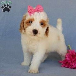 Emmy/Mini Goldendoodle									Puppy/Female	/9 Weeks,Prepare to fall in love !!! My name is Emmy and I’m the sweetest little F1b mini goldendoodle looking for my furever home! One look into my warm, loving eyes and at my silky soft coat and I’ll be sure to have captured your heart already! I’m very happy, playful and very kid friendly and I would love to fill your home with all my puppy love!! I am full of personality, and I give amazing puppy kisses! I stand out way above the rest with my beautiful red and white coat! I will come to you vet checked, microchipped and up to date on all vaccinations and dewormings . I come with a 1-year guarantee with the option of extending it to a 3-year guarantee and our puppies also come with 30 days of pet insurance! My mother is Sadie, our 35#mini goldendoodle with a heart of gold and my father is Atlas, our handsome 16#AKC red abstract mini poodle and he has been genetically tested clear! Both of my parents are very sweet and kid friendly which will make me the same and they are available to meet!! I will grow to approx 20-25# and I will be hypoallergenic and nonshedding! Why wait when you know I’m the one for you? Call or text Martha to make me the newest addition to your family and get ready to spend a lifetime of tail wagging fun with me! (7% sales tax on in home pickups)