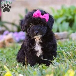 Violet/Miniature Poodle									Puppy/Female	/8 Weeks,Meet the most adorable AKC Mini Poodle puppy named Violet! Known for their intelligence and elegance, Poodles are more than just their curly coats they’re one of the most versatile and trainable breeds, making them a perfect fit for families, singles, or anyone looking for a best friend. If you’re looking for a loyal, intelligent, and loving companion you have come to the right place.