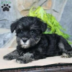 Darla/Miniature Schnauzer									Puppy/Female	/July 5th, 2024,Meet this adorable Miniature Schnauzer puppy with a natural tail and natural ears! This rare beauty comes up to date on shots and dewormer and vet checked! Both parents are our family pets and the puppies are very well socialized with children. If you are looking for a frisky, sweet, and attention motivated little puppy contact us today! 