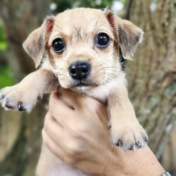 Adopt a dog:Cosmo/Chihuahua/Male/Baby,Meet Cosmo, a charming little bundle of joy! This adorable puppy is looking for a loving family to call his own. With his curious nature, affectionate demeanor, and playful spirit, Cosmo is sure to bring endless happiness to your home.

Cosmo has been living in foster care with his biological brother and a much larger foster brother, and he’s been absolutely fantastic with both people and dogs. He’s a quick learner and is working hard on potty training and crate training. You’ll be amazed at how quickly he adapts to your routine.

One of Cosmo’s best qualities is his ability to sleep through the night. This means you can enjoy peaceful nights without worrying about him. Plus, his small size makes him the perfect companion for adventures, whether you’re taking a leisurely walk or exploring a new park.

If you’re looking for a loyal, loving, and easy-going puppy, Cosmo is the perfect match. He’s eager to shower you with affection and is always up for a game of fetch or a belly rub. Don't miss out on the opportunity to bring this sweet boy into your life.