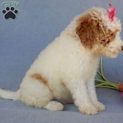 Emmy/Mini Goldendoodle									Puppy/Female	/9 Weeks,Prepare to fall in love !!! My name is Emmy and I’m the sweetest little F1b mini goldendoodle looking for my furever home! One look into my warm, loving eyes and at my silky soft coat and I’ll be sure to have captured your heart already! I’m very happy, playful and very kid friendly and I would love to fill your home with all my puppy love!! I am full of personality, and I give amazing puppy kisses! I stand out way above the rest with my beautiful red and white coat! I will come to you vet checked, microchipped and up to date on all vaccinations and dewormings . I come with a 1-year guarantee with the option of extending it to a 3-year guarantee and our puppies also come with 30 days of pet insurance! My mother is Sadie, our 35#mini goldendoodle with a heart of gold and my father is Atlas, our handsome 16#AKC red abstract mini poodle and he has been genetically tested clear! Both of my parents are very sweet and kid friendly which will make me the same and they are available to meet!! I will grow to approx 20-25# and I will be hypoallergenic and nonshedding! Why wait when you know I’m the one for you? Call or text Martha to make me the newest addition to your family and get ready to spend a lifetime of tail wagging fun with me! (7% sales tax on in home pickups)