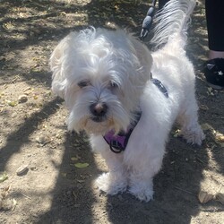 Adopt a dog:Templeton/Maltese/Male/Adult,Templeton is a sweet 4 year old boy.  He lost his mom recently and is living with a family member who can't care for him long term.  Templeton is friendly and loves to go on a walk.  He does have one issue, he doesn't want to be picked up or toughed on his back end or under his belly.  This also makes grooming difficult.  He did have a good relationship with a groomer at one time so he can build up trust given the chance.  He allows his current caretaker pick him up, she has also gained his trust.  So this boy needs someone who can love him on his terms, and he is sooooo loving.  But also advocate for him with others so he doesn't react negatively to someone just trying to say Hi.