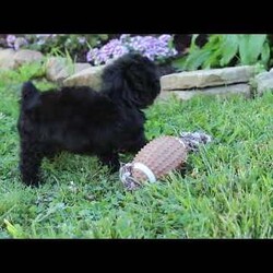 Violet/Miniature Poodle									Puppy/Female	/8 Weeks,Meet the most adorable AKC Mini Poodle puppy named Violet! Known for their intelligence and elegance, Poodles are more than just their curly coats they’re one of the most versatile and trainable breeds, making them a perfect fit for families, singles, or anyone looking for a best friend. If you’re looking for a loyal, intelligent, and loving companion you have come to the right place.