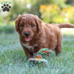 Brett/Goldendoodle									Puppy/Male	/8 Weeks,Meet Brett, the handsome F1 Mini Goldendoodle! He is the perfect blend of Poodle and Goldendoodle puppy, with soft curls that bounce with every step he takes. His twinkling eyes mirror the mischief he gets into, and his little tail never stops wagging, spreading joy wherever he goes. With his endearing puppy eyes and a penchant for cuddles, he loves playtime and learning new tricks to impress his favorite humans. With this little one around, every day is a new adventure filled with puppy love and endless tail wags!