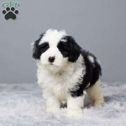 Salley/Mini Sheepadoodle									Puppy/Female	/8 Weeks,Woof woof! Hi there, I’m Salley, your future best friend! I’m a Mini Sheepadoodle. I’ve been raised with so much love from my awesome family, and I’m all set to bring that love to my forever home—you! 