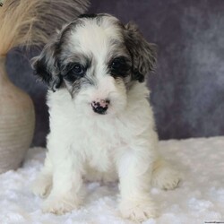 Gigi/Mini Sheepadoodle									Puppy/Female	/7 Weeks,Meet GiGi a sweet and loving Mini Sheepadoodle ready to bring joy to her new forever home! She is well-socialized and loves being around people. She Will be vet checked and is also up to date on all her vaccines and dewormer, ensuring She is healthy and ready for her new adventure. Contact Carrie today for more details about her personality and the process of bringing her home with you!