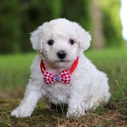 Rex/Bichon Frise									Puppy/Male	/9 Weeks,Meet Rex, the sweetest little Bichon boy with a heart as big as his fluffy coat! This little guy is more than just a pretty face he’s a bundle of love and personality wrapped in a pint-sized package. Whether he’s romping around with his toys or curling up in your lap for a cozy nap, this pup knows how to make every moment special. His gentle demeanor and curious spirit make him the perfect companion for any family, ready to bring happiness into your home.