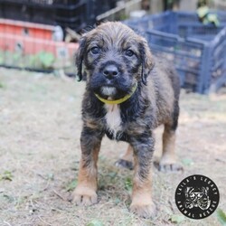 Adopt a dog:Baby Jana/Airedale Terrier/Female/Baby,Baby Jana is looking for their forever home!

WHAT MY FOSTER SAYS: More information coming soon once they've spent some time with their foster. 

--------------

Laila's Legacy Animal Rescue does not guarantee that any dog is housebroken nor crate trained. We strive to provide accurate information on all of our animals however, we are unable to guarantee an animal's breed, size, health, behavior, temperament, or any other conditions. Our adoption fees are not inclusive of all vetting / medical care, food, supplies and/or training costs. Since we rely on donations to compensate for those deficits we are unable to reduce or refund this fee.

TO ADOPT OR FOSTER: Please apply on our website at www.lailaslegacyanimalrescue.org or email info@lailaslegacyanimalrescue.org if you have questions!

TO DONATE: Please consider making a donation on our website at www.lailaslegacyanimalrescue.org so that Laila's Legacy can continue to provide lifesaving medical treatment and training.