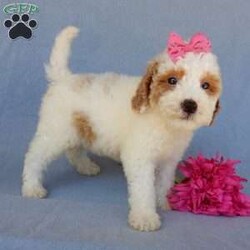 Emmy/Mini Goldendoodle									Puppy/Female	/7 Weeks,Prepare to fall in love !!! My name is Emmy and I’m the sweetest little F1b mini goldendoodle looking for my furever home! One look into my warm, loving eyes and at my silky soft coat and I’ll be sure to have captured your heart already! I’m very happy, playful and very kid friendly and I would love to fill your home with all my puppy love!! I am full of personality, and I give amazing puppy kisses! I stand out way above the rest with my beautiful red and white coat! I will come to you vet checked, microchipped and up to date on all vaccinations and dewormings . I come with a 1-year guarantee with the option of extending it to a 3-year guarantee and our puppies also come with 30 days of pet insurance! My mother is Sadie, our 35#mini goldendoodle with a heart of gold and my father is Atlas, our handsome 16#AKC red abstract mini poodle and he has been genetically tested clear! Both of my parents are very sweet and kid friendly which will make me the same and they are available to meet!! I will grow to approx 20-25# and I will be hypoallergenic and nonshedding! Why wait when you know I’m the one for you? Call or text Martha to make me the newest addition to your family and get ready to spend a lifetime of tail wagging fun with me! (7% sales tax on in home pickups)