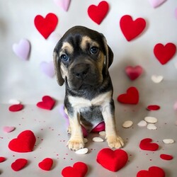 Adopt a dog:Vader/Puggle/Male/Baby,THE FOLLOWING PET IS BEING FOSTERED NEAR FORT COLLINS, CO!

In a galaxy not so far away, a bold puggle named Vader is ready to embark on his journey to find a forever home. Born on July 30, 2024, Vader is one of eight Star Wars puppies, each with a unique personality. His brave mama, Tattooine, gave birth at a shelter after being abandoned as a pregnant stray. Just one day after entering the world, Vader and his siblings were rescued and brought to a loving foster home in Fort Collins, CO.

Vader is a spirited and playful pup with a striking coat and a mischievous charm that sets him apart. While he may have a name that echoes a dark side, Vader’s heart is pure and full of love. He’s quick to engage in a game of tug-of-war or chase, and he has a knack for turning everyday moments into epic adventures. As he grows, Vader’s playful energy and strong personality will make him the perfect companion for someone who appreciates a little bit of spunk with their snuggles. Vader will be ready to join his forever family when he turns 8 weeks old. Are you ready to welcome this little force of nature into your life? The adventure awaits.

OUR DOGS ARE FOSTERED IN TEXAS OR COLORADO BUT AVAILABLE FOR ADOPTION AND TRANSPORT OUT OF STATE. Read below for more information.

All of our dogs are located in a foster home in Texas or Colorado. Our dogs are transported to a predetermined location agreed upon by the rescue. The adoption contract and fee are finalized prior to transport. As a Mutts N Such direct adoption, the adoption interview/meet and greet occurs on video call (Skype, FB Messenger call, Facetime, etc.).

Our out of state adoption fee is $350 plus transport (varies by location). This fee includes all current vaccinations, deworming, a registered microchip, fecal analysis, spay/neuter for pets 6 months & older, and a heartworm test if over 6 months old. All dogs will be current on flea/heartworm prevention. A health exam will be completed and a certificate issued by a veterinarian within 10 days of departure.

If you are interested in adopting, please complete our application:

https://petstablished.com/adoption_form/57167/generic

Note: MNS reserves the right to deny any application that is deemed unsuitable for the animal. Please be aware that our animal adoptions are NOT on a first come- first serve basis. Our sole purpose is to find the best possible home for the animals that fall under our care.