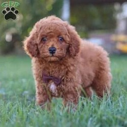 Bolt/Cavapoo									Puppy/Male	/8 Weeks,Meet your new best friend Bolt! This handsome Cavapoo puppy is ready to find a loving home and fill your life with joy. Bolt has a sweet temperament, he is super intelligent, and has a low shedding hypoallergenic coat, making him the perfect addition to any family that opens their hearts and arms to him.